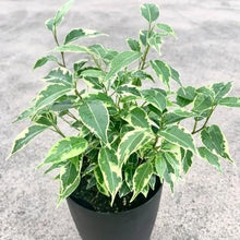 画像をギャラリービューアに読み込む, 【予約商品:10/28発送】フィカス ベンジャミン・ラブリー 3.5号 1鉢