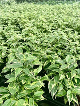 画像をギャラリービューアに読み込む, 【予約商品:10/28発送】フィカス ベンジャミン・ラブリー 3.5号 1鉢