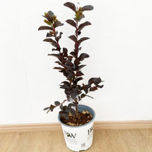 画像をギャラリービューアに読み込む, 【予約商品:7/29発送】サルスベリ・ブラックパール ライトピンク 5.5号 1鉢