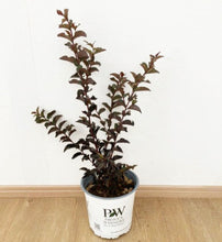 画像をギャラリービューアに読み込む, 【予約商品:7/29発送】サルスベリ・ブラックパール ルージュ 5.5号 1鉢