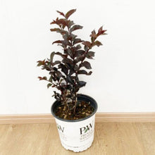 画像をギャラリービューアに読み込む, 【予約商品:7/29発送】サルスベリ・ブラックパール レッド 5.5号 1鉢