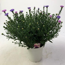 画像をギャラリービューアに読み込む, 【予約商品:9/2以降発送】宿根アスター・ビクトリア 2色植え 1鉢