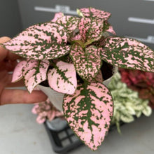 画像をギャラリービューアに読み込む, ヒポエステス 3.5号 3色3ポットセット