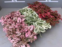 画像をギャラリービューアに読み込む, ヒポエステス 3.5号 3色3ポットセット