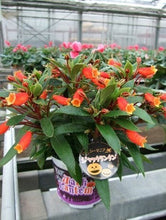 画像をギャラリービューアに読み込む, 【予約商品:10/6発送分】シーマニア・ジャックランタン 4号 1鉢