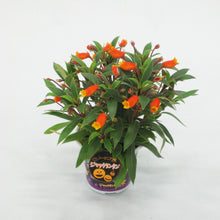 画像をギャラリービューアに読み込む, 【予約商品:10/6発送分】シーマニア・ジャックランタン 4号 1鉢