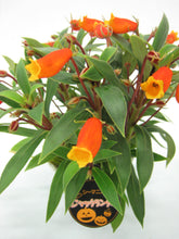 画像をギャラリービューアに読み込む, 【予約商品:10/6発送分】シーマニア・ジャックランタン 4号 1鉢