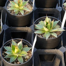 画像をギャラリービューアに読み込む, アガベ・ホリダ 3.5号