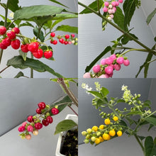 画像をギャラリービューアに読み込む, 【販売期間:9/10まで】ジュズサンゴ(数珠珊瑚/ルージュプランツ) 4種or2種セット