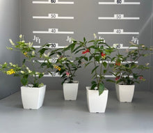 画像をギャラリービューアに読み込む, 【販売期間:9/10まで】ジュズサンゴ(数珠珊瑚/ルージュプランツ) 4種or2種セット