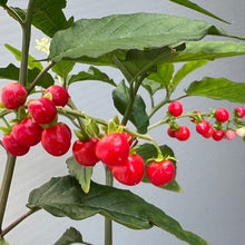 画像をギャラリービューアに読み込む, 【販売期間:9/10まで】ジュズサンゴ(数珠珊瑚/ルージュプランツ) 4種or2種セット