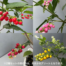 画像をギャラリービューアに読み込む, 【販売期間:9/10まで】ジュズサンゴ(数珠珊瑚/ルージュプランツ) 4種or2種セット
