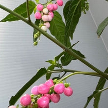 画像をギャラリービューアに読み込む, 【販売期間:9/10まで】ジュズサンゴ(数珠珊瑚/ルージュプランツ) 4種or2種セット