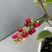 画像をギャラリービューアに読み込む, 【販売期間:9/10まで】ジュズサンゴ(数珠珊瑚/ルージュプランツ) 4種or2種セット