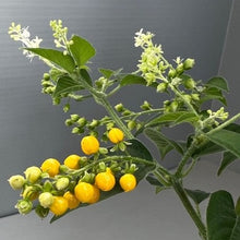 画像をギャラリービューアに読み込む, 【販売期間:9/10まで】ジュズサンゴ(数珠珊瑚/ルージュプランツ) 4種or2種セット