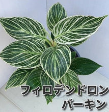 画像をギャラリービューアに読み込む, フィロデンドロン バーキン 4号 1ポット