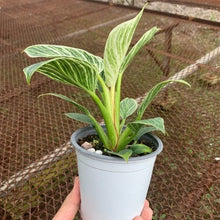 画像をギャラリービューアに読み込む, フィロデンドロン バーキン 4号 1ポット