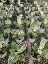 画像をギャラリービューアに読み込む, フィロデンドロン バーキン 4号 1ポット