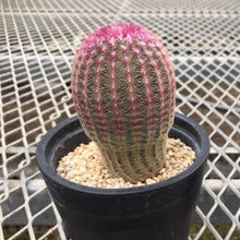 画像をギャラリービューアに読み込む, サボテン・紫太陽 3.5号 1鉢