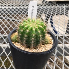 画像をギャラリービューアに読み込む, サボテン・エキノプシス カルクローラ(金盛丸) 3.5号 1鉢