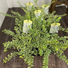 画像をギャラリービューアに読み込む, 【予約商品:8/9発送】ロニセラ・ホワイトマジック 5号 1ポット