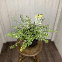 画像をギャラリービューアに読み込む, 【予約商品:8/9発送】ロニセラ・ホワイトマジック 5号 1ポット