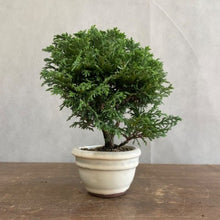 画像をギャラリービューアに読み込む, 八ツ房桧 (やつぶさひのき) 盆栽仕立て 5号