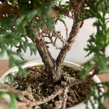画像をギャラリービューアに読み込む, 八ツ房桧 (やつぶさひのき) 盆栽仕立て 5号