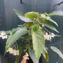 画像をギャラリービューアに読み込む, 【予約商品:9/2発送】木立性ベゴニア・ダイヤモンドリリー 1鉢