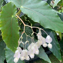 画像をギャラリービューアに読み込む, 【予約商品:9/2発送】木立性ベゴニア・ダイヤモンドリリー 1鉢