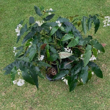 画像をギャラリービューアに読み込む, 【予約商品:9/2発送】木立性ベゴニア・ダイヤモンドリリー 1鉢