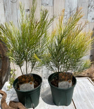 画像をギャラリービューアに読み込む, 【予約商品:10/14発送】アカシア・フェニックスゴールド 5号 1鉢