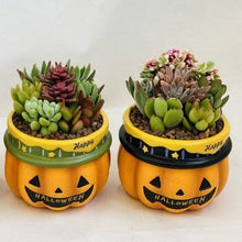 画像をギャラリービューアに読み込む, ハロウィン ビック 多肉寄せ植え 2鉢セット