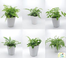 画像をギャラリービューアに読み込む, 【予約商品:9/30以降発送】シダ 6種アソート 3.5号 6ポットセット