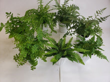 画像をギャラリービューアに読み込む, 【予約商品:9/30以降発送】シダ 6種アソート 3.5号 6ポットセット