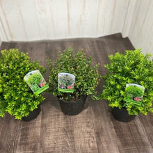 画像をギャラリービューアに読み込む, ロニセラ 玉仕立て 5号 3種 3ポットセット