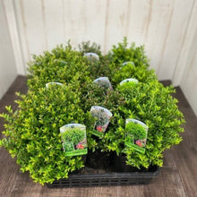 画像をギャラリービューアに読み込む, ロニセラ 玉仕立て 5号 3種 3ポットセット