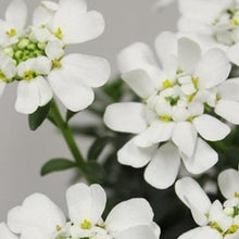 画像をギャラリービューアに読み込む, 【予約商品:12/1発送】宿根イベリス・ブライダルブーケ 花苗 3.5号 3ポットセット