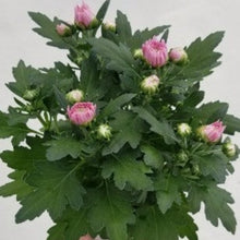 画像をギャラリービューアに読み込む, 【予約商品:9/9発送】ダヴィンチマム(菊) 花苗 3ポットセット