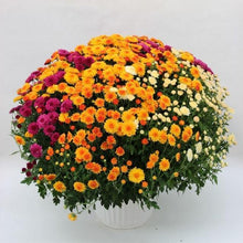 画像をギャラリービューアに読み込む, 【予約商品:10/7発送】ガーデンマム・シェリルシリーズ 3色ミックス植え 8号 1鉢