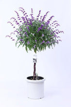 画像をギャラリービューアに読み込む, アメジストセージ(サルビア) スタンド仕立て 8号 1鉢