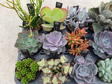 画像をギャラリービューアに読み込む, 【予約商品:10/7以降発送】カラフル多肉植物 3.5号 ケース売り 15苗セット
