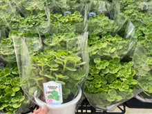 画像をギャラリービューアに読み込む, 【販売期間:4/26まで】ゴキブリ対策ハーブ アロマティカス 5号 1鉢