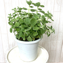 画像をギャラリービューアに読み込む, 【販売期間:4/26まで】ゴキブリ対策ハーブ アロマティカス 5号 1鉢
