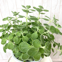 画像をギャラリービューアに読み込む, 【販売期間:4/26まで】ゴキブリ対策ハーブ アロマティカス 5号 1鉢