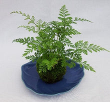 画像をギャラリービューアに読み込む, 【予約商品:9/30発送】ダバリア 苔玉仕立て 陶器皿付き 1個