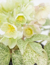 画像をギャラリービューアに読み込む, 【予約商品:11/25発送】クリスマスローズ 当年開花見込み株 カラーリーフアソート 花苗 5ポットセット