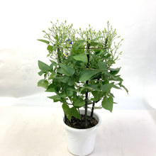 画像をギャラリービューアに読み込む, 【予約商品:9/30発送】クレマチス・ターニフローラ(センニンソウ) 1鉢