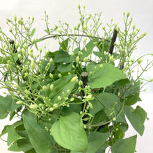 画像をギャラリービューアに読み込む, 【予約商品:9/30発送】クレマチス・ターニフローラ(センニンソウ) 1鉢