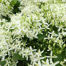 画像をギャラリービューアに読み込む, 【予約商品:9/30発送】クレマチス・ターニフローラ(センニンソウ) 1鉢